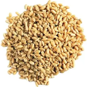 گندم پوست‌کنده – ۵۰۰ گرم